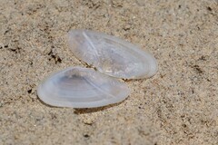 Tellinoidea