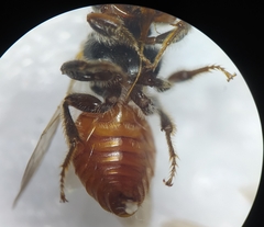 Macrotera sinaloana
