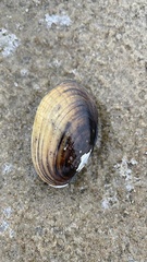 Lampsilis siliquoidea