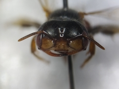 Macrotera sinaloana