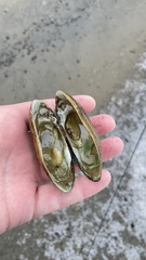 Lampsilis siliquoidea