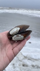 Lampsilis siliquoidea