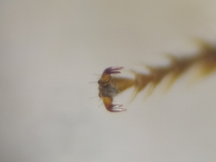 Macrotera sinaloana