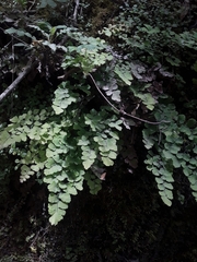 Adiantum chilense
