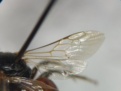 Macrotera sinaloana