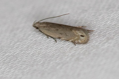 Battaristis nigratomella