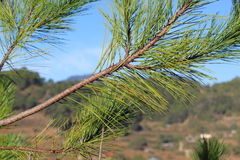 Pinus greggii