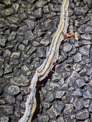 Salvadora deserticola