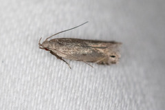Battaristis nigratomella