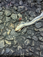 Salvadora deserticola