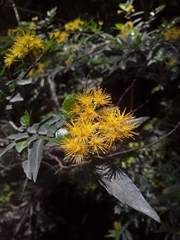 Azara lanceolata