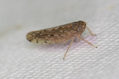 Osbornellus clarus