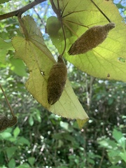 Helicteres jamaicensis