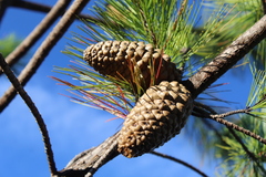Pinus greggii