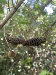 Helicteres jamaicensis