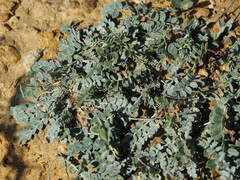 Astragalus incanus