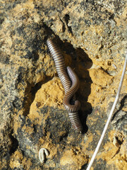 Ommatoiulus rutilans