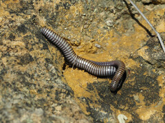 Ommatoiulus rutilans