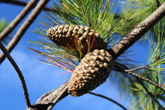 Pinus greggii
