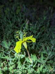 Oenothera berlandieri