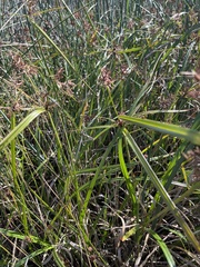 Cyperus lucidus