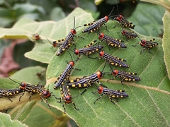 Zoniopoda danottei