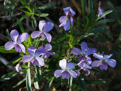 Viola arborescens