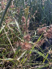 Cyperus lucidus