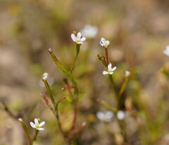 Stylidium despectum