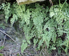 Adiantum bellum