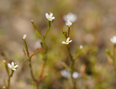 Stylidium despectum