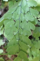 Adiantum bellum