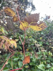 Rubus bifrons