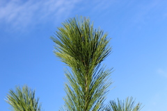 Pinus greggii
