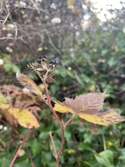 Rubus bifrons