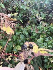 Rubus bifrons