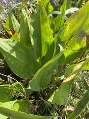 Alisma