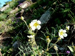 Drymocallis rupestris