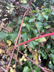 Rubus bifrons