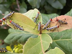 Zoniopoda danottei