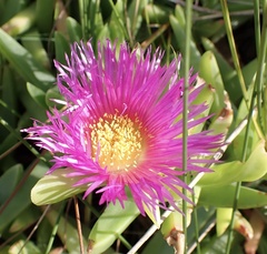 Carpobrotus chilensis