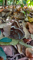 Morpho