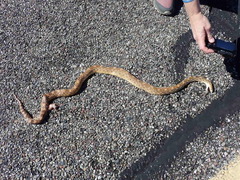 Pituophis catenifer affinis
