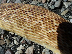 Pituophis catenifer affinis