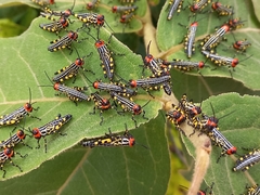 Zoniopoda danottei