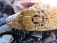 Pituophis catenifer affinis