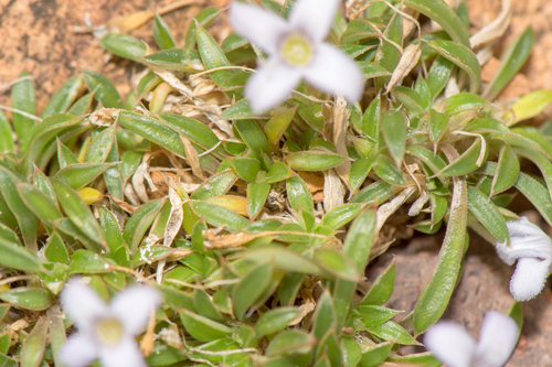 Oldenlandia pulvinata image