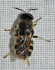 Stratiomys singularior