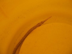 Syngnathidae