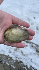 Potamilus fragilis